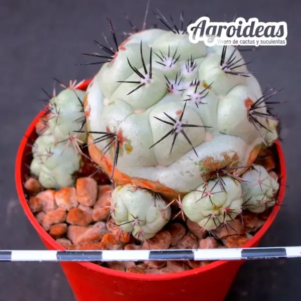 Ortegocactus macdougallii "Selección"