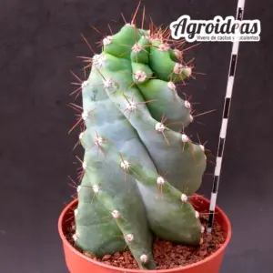 Cereus spiralis