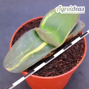 Gasteria híbrida «Variegata»