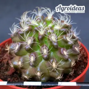 Eriosyce pulchella