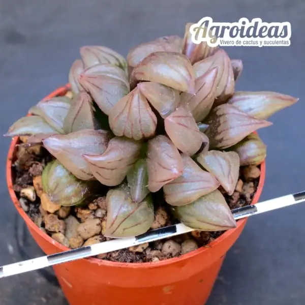 Haworthia atrofusca mutant "watermelon" - Imagen 2