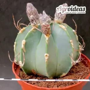 Astrophytum capricorne cv. "Buffalo" Ejemplar