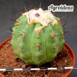 Copiapoa híbrida sp. "Ex. Agroideas" Ejemplar M-11 cm