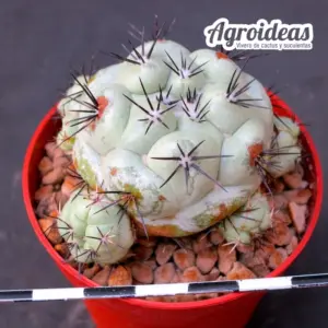 Ortegocactus macdougallii "Selección"