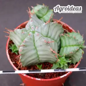 Euphorbia "Snowflake"