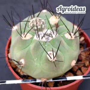 Weingartia neumanniana