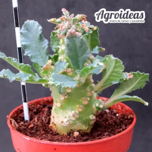 Dorstenia lavranii "Hembra"