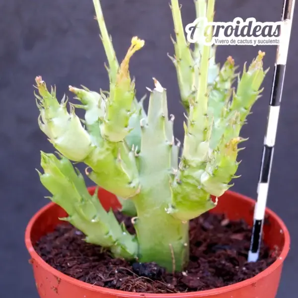 Caralluma gracilipes - Imagen 2