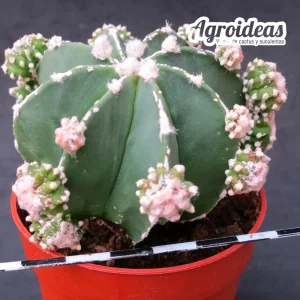Astrophytum nudum "Haku-Jo & Huboki"