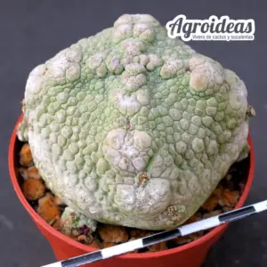 Pseudolithos harardheranus "Ejemplar"