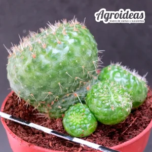 Rebutia krainziana "fr. nuda"