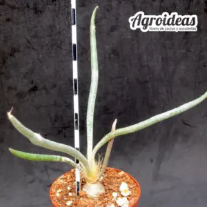 Digitostigma caput-medusae