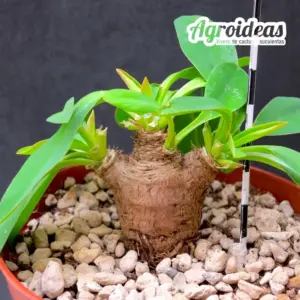 Euphorbia itremensis "fr. Madagascar"