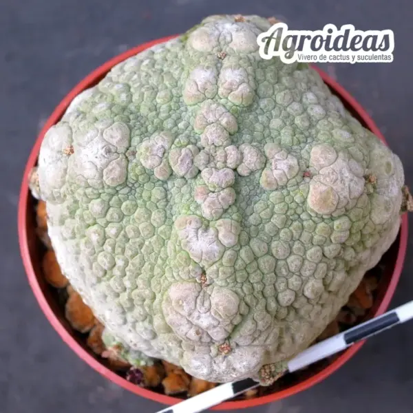 Pseudolithos harardheranus "Ejemplar" - Imagen 2