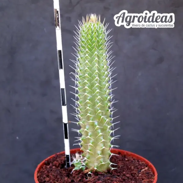 Tavaresia grandiflora - Imagen 2