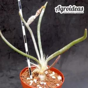 Digitostigma caput-medusae