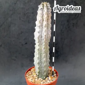 Euphorbia abdelkuri