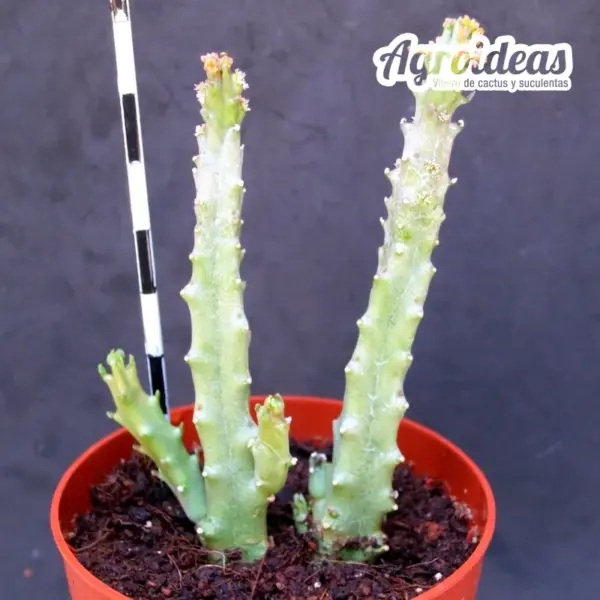 Caralluma tuberculata - Imagen 2