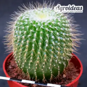 Eriocactus leninghausii "Intermedius"