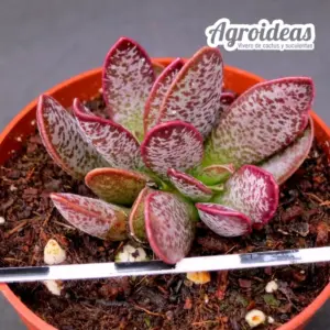 Adromischus trigynus "Calico hearts"