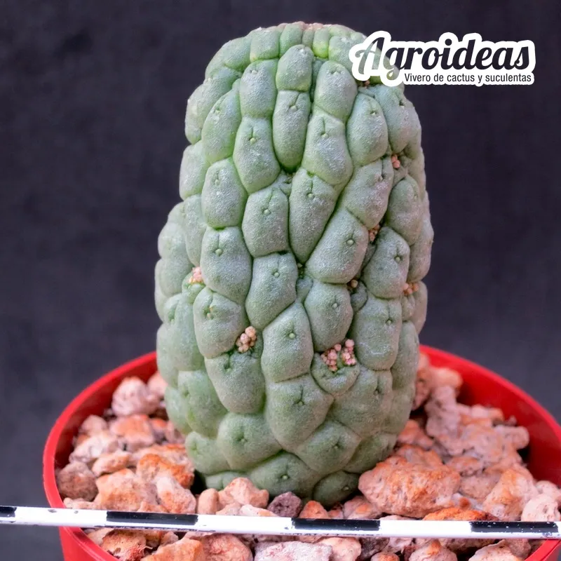 Larryleachia perlata - Imagen 2
