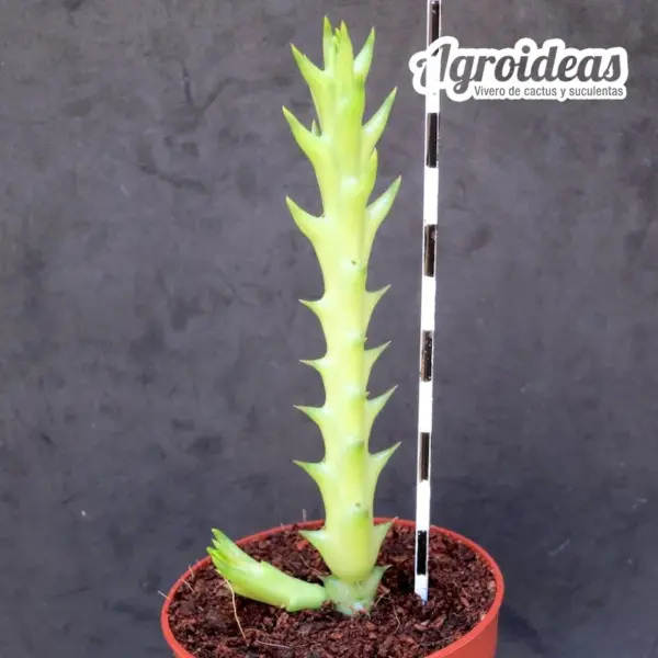 Orbea semota ssp. orientalis - Imagen 2