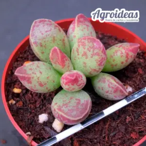 Adromischus marianiae NBG 701/75