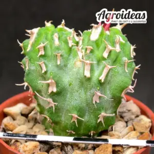 Euphorbia columnaris "Selección"