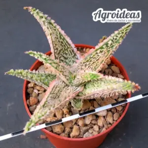 Aloe hybrid "TCT Tailandia"