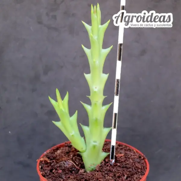 Orbea doldii - Imagen 2