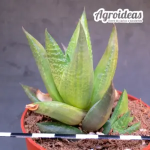 Haworthia glabrata "variegata"