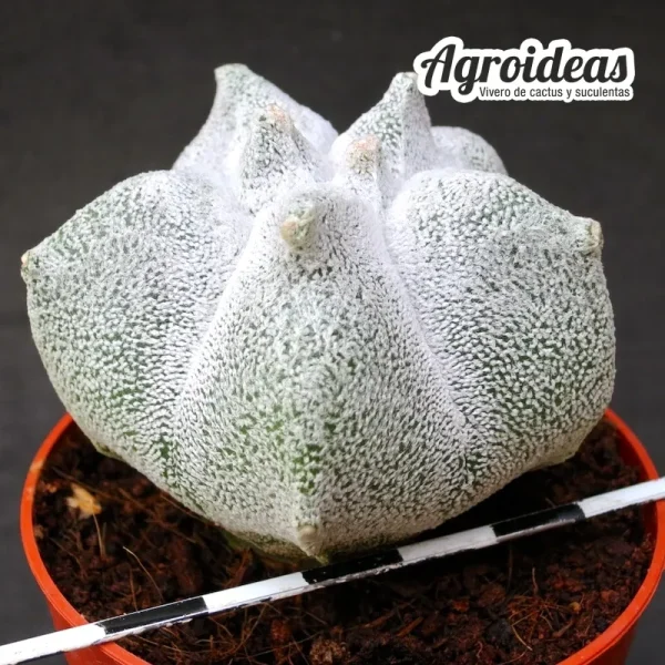 Astrophytum coahuilense "Kikko" - Imagen 2