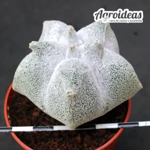 Astrophytum coahuilense "Kikko"