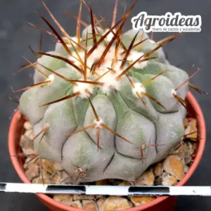 Copiapoa cinerea ssp. cinerea «Whithe Thorns»