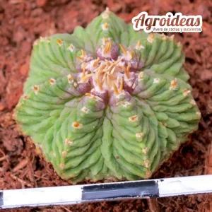 Aztekium ritteri "sobre raíces"