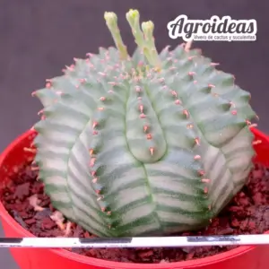 Euphorbia "snowflake" X meloformis "selección"