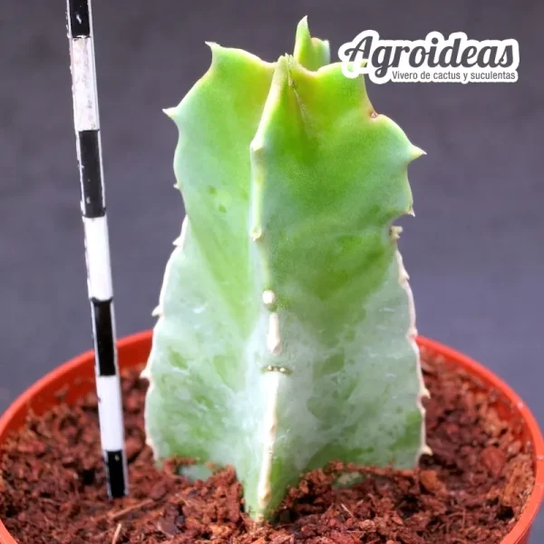 Caralluma speciosa - Imagen 2