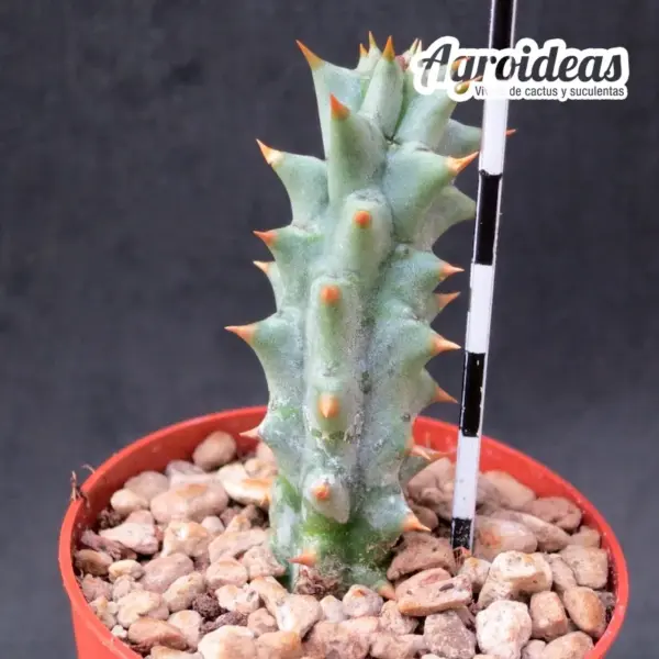 Quaqua mammillaris - Imagen 2
