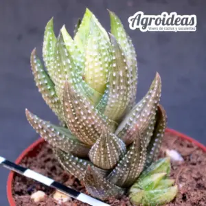 Haworthia coarctata "reverse variegata"