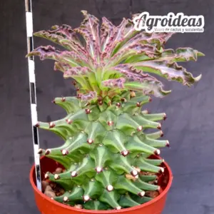 Monadenium schubei "Tanzania Red"