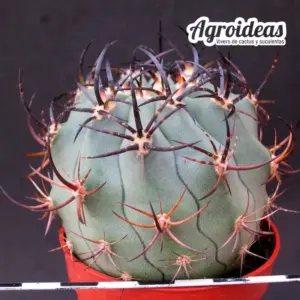 Eriosyce ceratistes "fr. Huatulame"