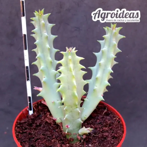 Huernia confusa - Imagen 2