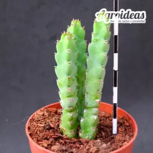 Euphorbia debilispina