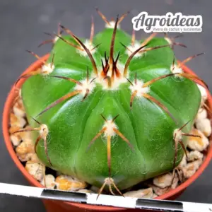 Discocactus tricornis
