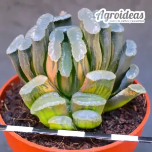 Haworthia truncata "Illumination"