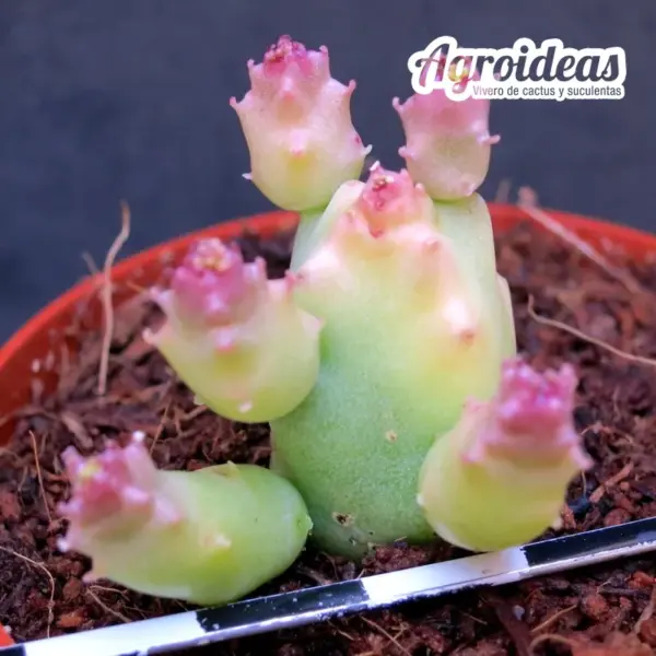 Caralluma munbyana - Imagen 2