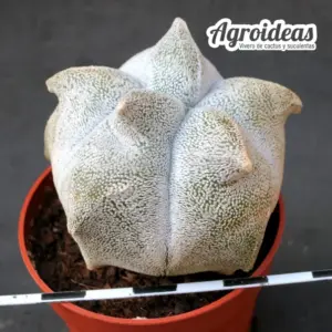 Astrophytum coahuilense "kikko"