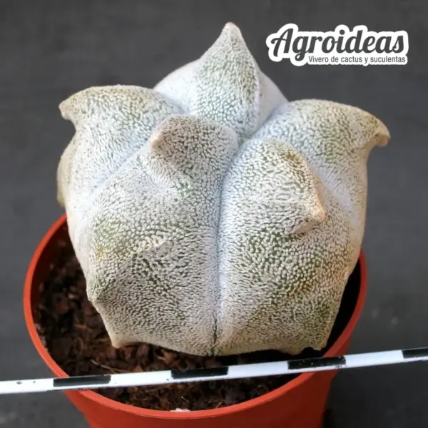 Astrophytum coahuilense "kikko"