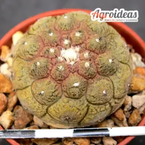 Copiapoa "Lizard Skin"