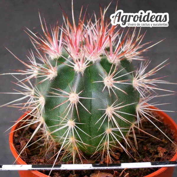 Echinocereus lindsayi - Imagen 2